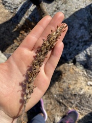 Castilleja victoriae