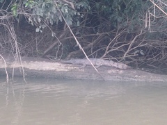 Crocodylus johnstoni
