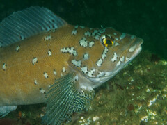 Hexagrammos decagrammus