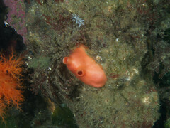 Cnemidocarpa finmarkiensis