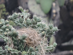 Campylorhynchus brunneicapillus