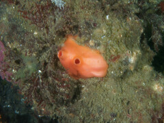 Cnemidocarpa finmarkiensis