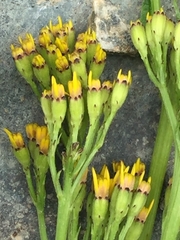 Jacobaea othonnae