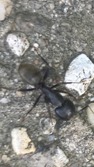 Camponotus pennsylvanicus