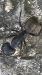 Camponotus pennsylvanicus