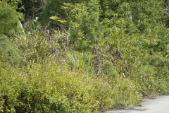 Gallinago