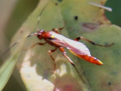 Ectopimorpha wilsoni