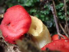 Leratiomyces erythrocephalus