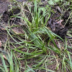 Carex scabrata
