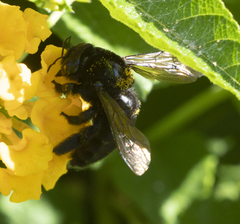 Xylocopa sonorina