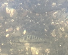 Hysterocarpus traskii pomo