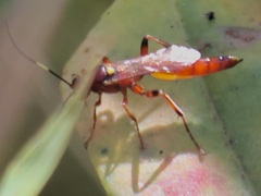 Ectopimorpha wilsoni