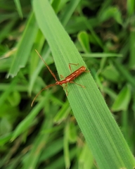 Chenoderus testaceus