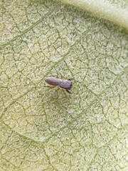 Tutelina