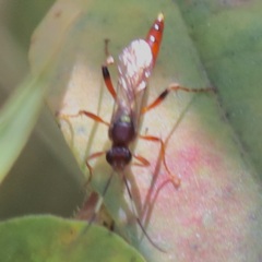 Ectopimorpha wilsoni