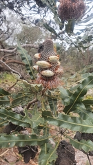 Banksia menziesii