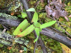 Calystegia spithamaea