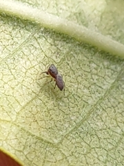Tutelina