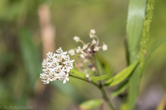 Asclepias texana