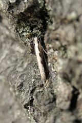 Erechthias fulguritella