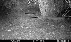 Megascops kennicottii