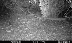 Megascops kennicottii