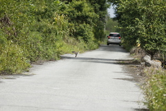 Gallinago