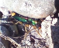 Tetracha carolina
