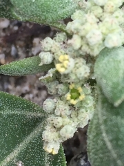 Amaranthus hypochondriacus