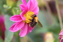 Bombus hypnorum