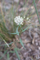Asclepias texana