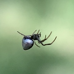 Argyrodes