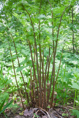 Athyriaceae