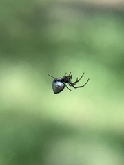 Argyrodes