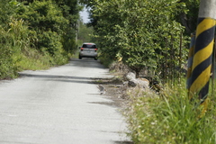 Gallinago