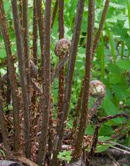 Athyriaceae