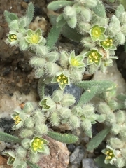 Herniaria incana