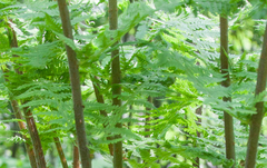 Athyriaceae