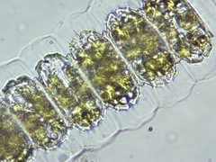 Desmidium grevillei
