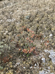 Eriogonum jamesii