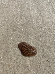 Botrylloides perspicuus