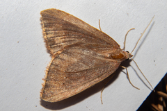 Xanthorhoe occulta