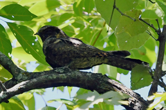Antrostomus vociferus