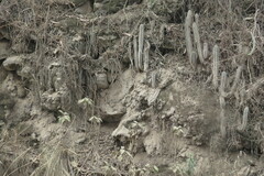 Trichocereus cuzcoensis