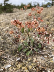 Eriogonum jamesii