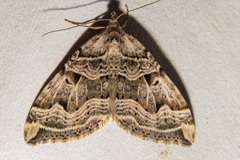 Xanthorhoe semifissata