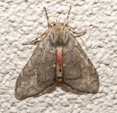 Pseudohemihyalea labecula