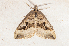Xanthorhoe semifissata