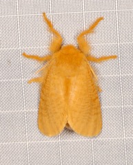 Megalopyge pyxidifera