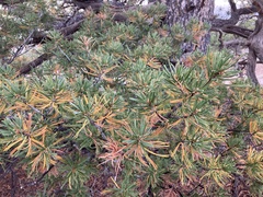 Pinus flexilis